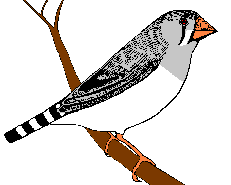 Zebra Finch logo female