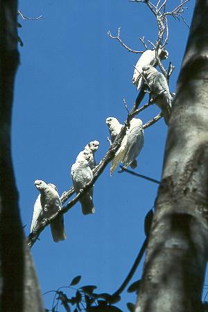 Goffini-Kakadus - Little Corellas