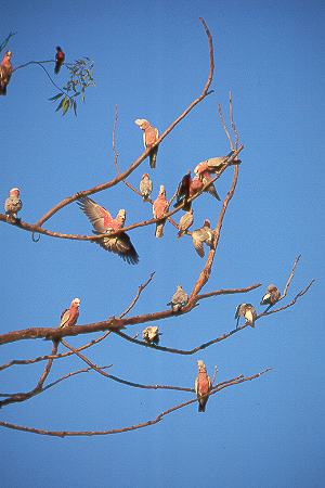Rosa-Kakadus - Galahs