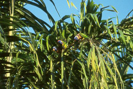 Regenbogenlori - Rainbow Lorikeet