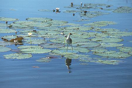 Blatth&uuml;hnchen - Comb-crested Jacana
