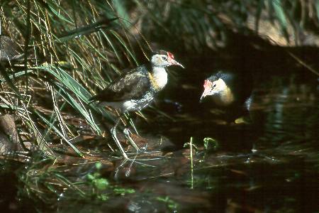 Blatth&uuml;hnchen - Comb-crested Jacana