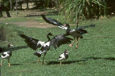 Spaltfußgänse - Magpie Geese