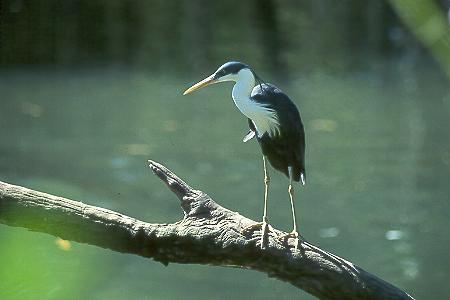 Gescheckte Reiher - Pied Heron