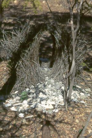 Balzlaube des Graulaubenvogels - bower of the Great Bowerbird