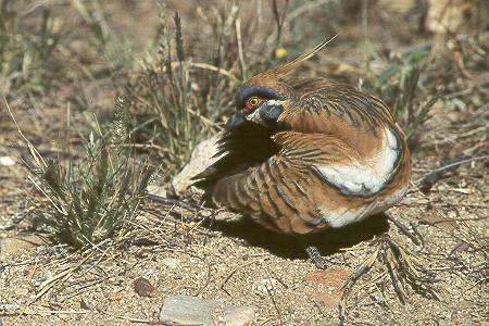 Spinifex-Taube - Spinifex Pigeon