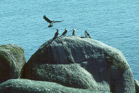 Kormoran - cormorant