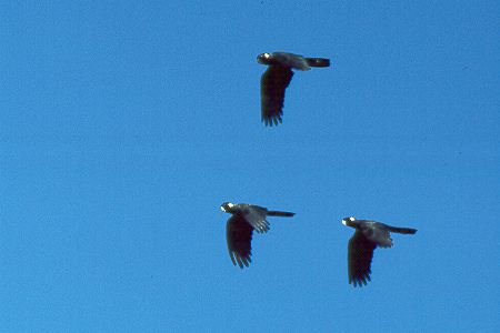 Rabenkakadus - Yellow-tailed Black Cockatoos