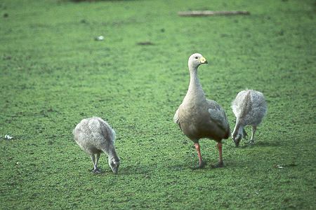 Kap-Barren-G&auml;nse - Cape Barren Geese