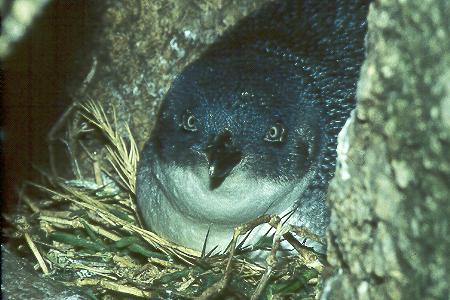 Zwergpinguin - Little Penguin