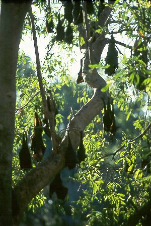 Flughunde - Flying Foxes