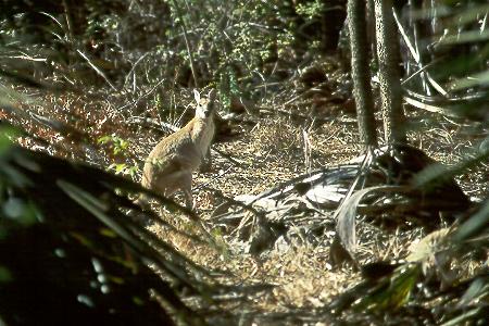 Wallaby - mittelgroßes Känguruh