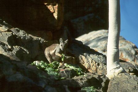 Schwarzfu&szlig;-Felsen-K&auml;nguruh - Black-Footed Rock Wallaby