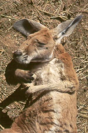 Rotes Riesen-K&auml;nguruh - Boomer
