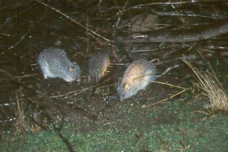 Kleine K&auml;nguruhs - small kangaroos/wallabies
