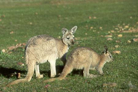 Wallaby mit Jungtier
