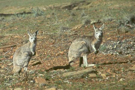 Wallaby-Mutter mit Kind - Wallaby mother and child