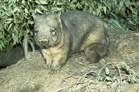 Wombat - wombat