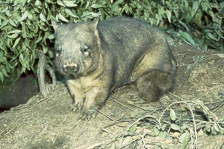 Wombat - wombat