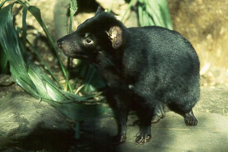 Tasmanischer Beutelteufel - Tasmanian Devil