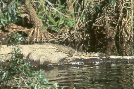 Süßwasserkrokodil - "Freshie" Süßwasserkrokodil - "Freshie"