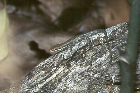 Eidechse - lizard Eidechse - lizard