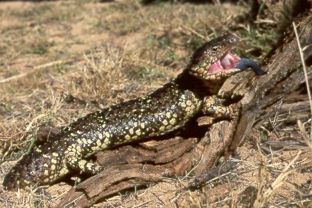 Tannenzapfenechse - Bobtail Tannenzapfenechse - Bobtail