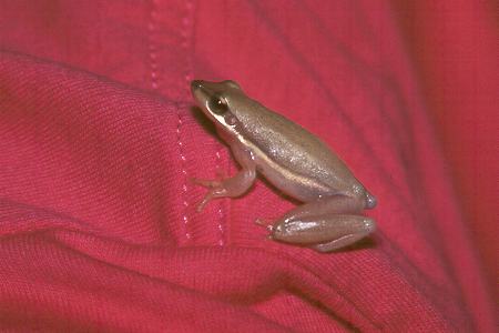 Kleiner Frosch - small frog