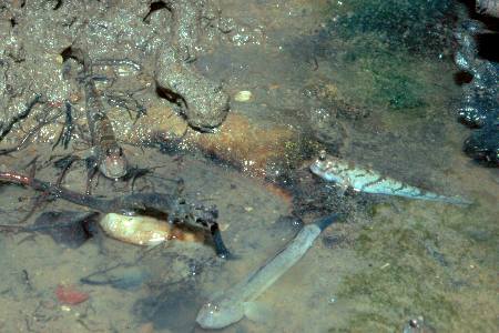 3 Schlammspringer - 3 mudskippers