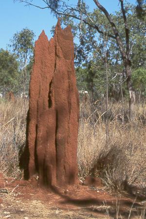 Termitenhügel - termite heap