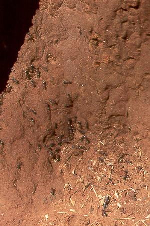 Ameisen auf Termitenjagd - Ants hunting termites