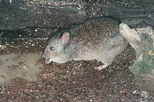 Little kangaroo Warrawong Sanctuary