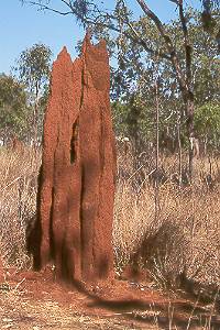 Termite heap