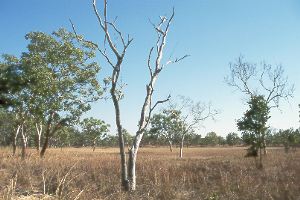 Grassland in Northern Territory