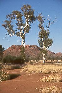 Namatjira-scenery Namatjira-scenery