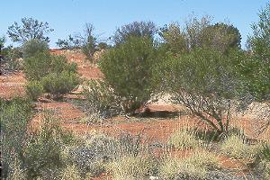 Spinifex and scrubs