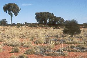 Spinifex, scrubs, and a tree