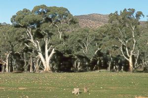 Flinders Ranges 2
