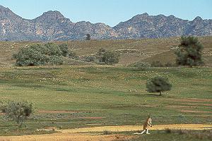 Flinders Ranges 1