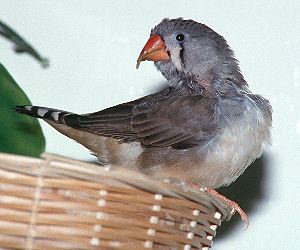 Zebrafinken.W.: &uuml;berlanger Oberschnabel