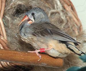 &Uuml;berlanger Unterschnabel im Kropf