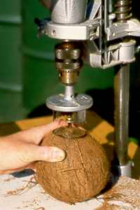 Kokosnuß im Bohrständer / Coconut being drilled