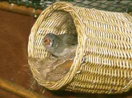 Korbnest / Basket nest
