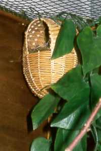 Peddigrohrnest / Wickerwork nest