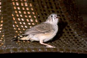 Erster Ausflug / First excursion