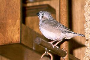 Erkundung der Voliere / Exploring the aviary