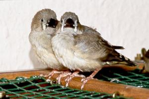 Zebrafinken Nachwuchs Zebra Finch Offspring