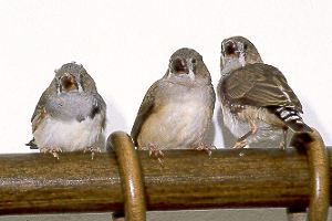 Geselligkeit / Gregariousness