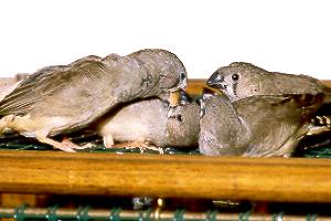 F&uuml;tterung / Feeding her young