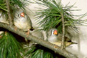 2 Zebrafinken-Weibchen / 2 females